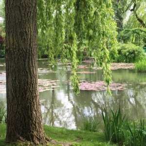 treesgiverny