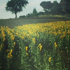 sunflowerfields