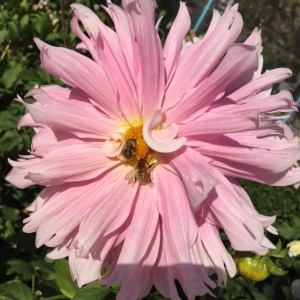 dahliapinkwithbees