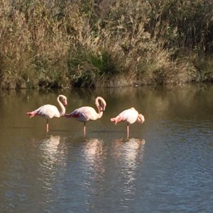 flamingoes