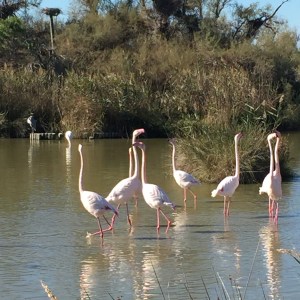 flamingoesfrance