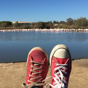 funnyfeetflamingos