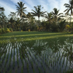 reflectionsricepaddiesbali