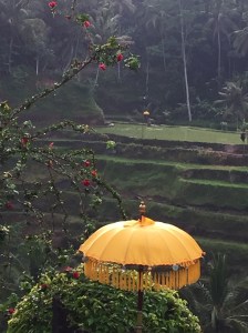 riceterraceswithumbrellabali