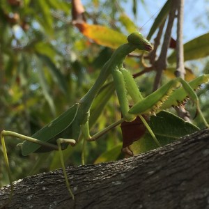 prayingmantis