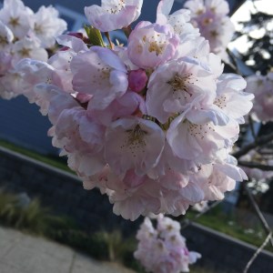 cherryblossoms1