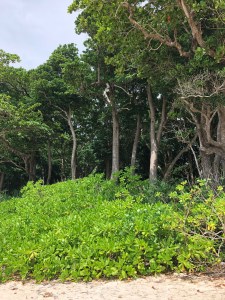 HavelockIslandgreenery