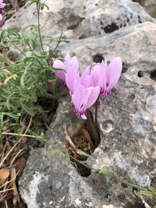 cyclomenoutofrockgreece