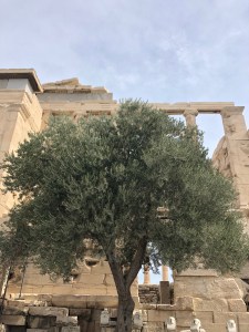athena tree acropolis