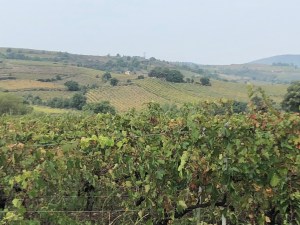 drivingcaramnytotautavel