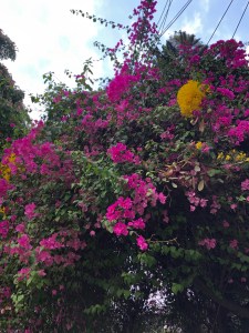 bougainvillea