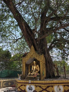 shwedagontree